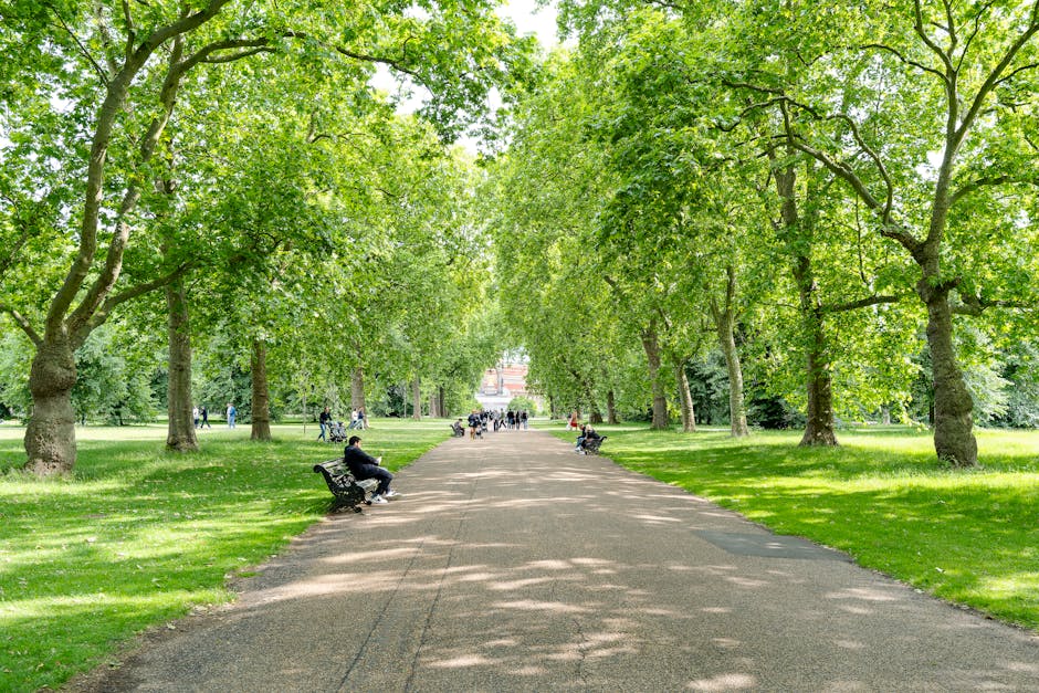 A straight pathway in a green park with lush trees on both sides, their branches forming a canopy overhead. Several individuals are seated on black metal benches along the walkway, some appearing to relax while others walk or stand in the background. The gravel path is bordered by well-maintained grass and scattered light and shadow patterns from the leaves above. In the distance, more people are visible walking or cycling along the park's wide open space, which includes mature trees and a clear view of a structure further back. This scene depicts a peaceful, family-friendly environment ideal for leisure activities, as well as a typical setting for home relocation or furniture transport via professional removal services like Man with Van Holland Park, shown in the context of accommodation moving or packing and moving logistics within the Royal Borough of Kensington and Chelsea, where parking permits may be required for vehicle loading and unloading.